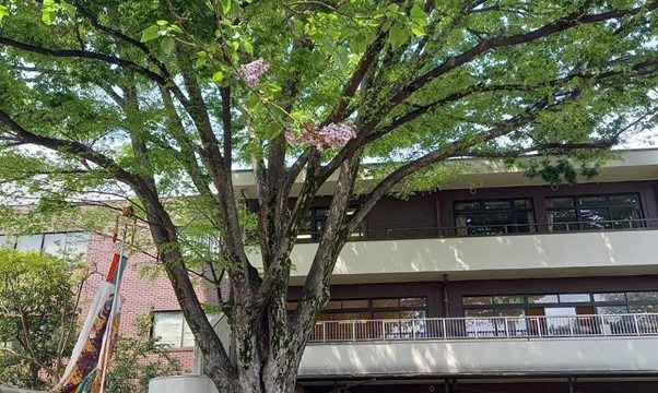 桐の花